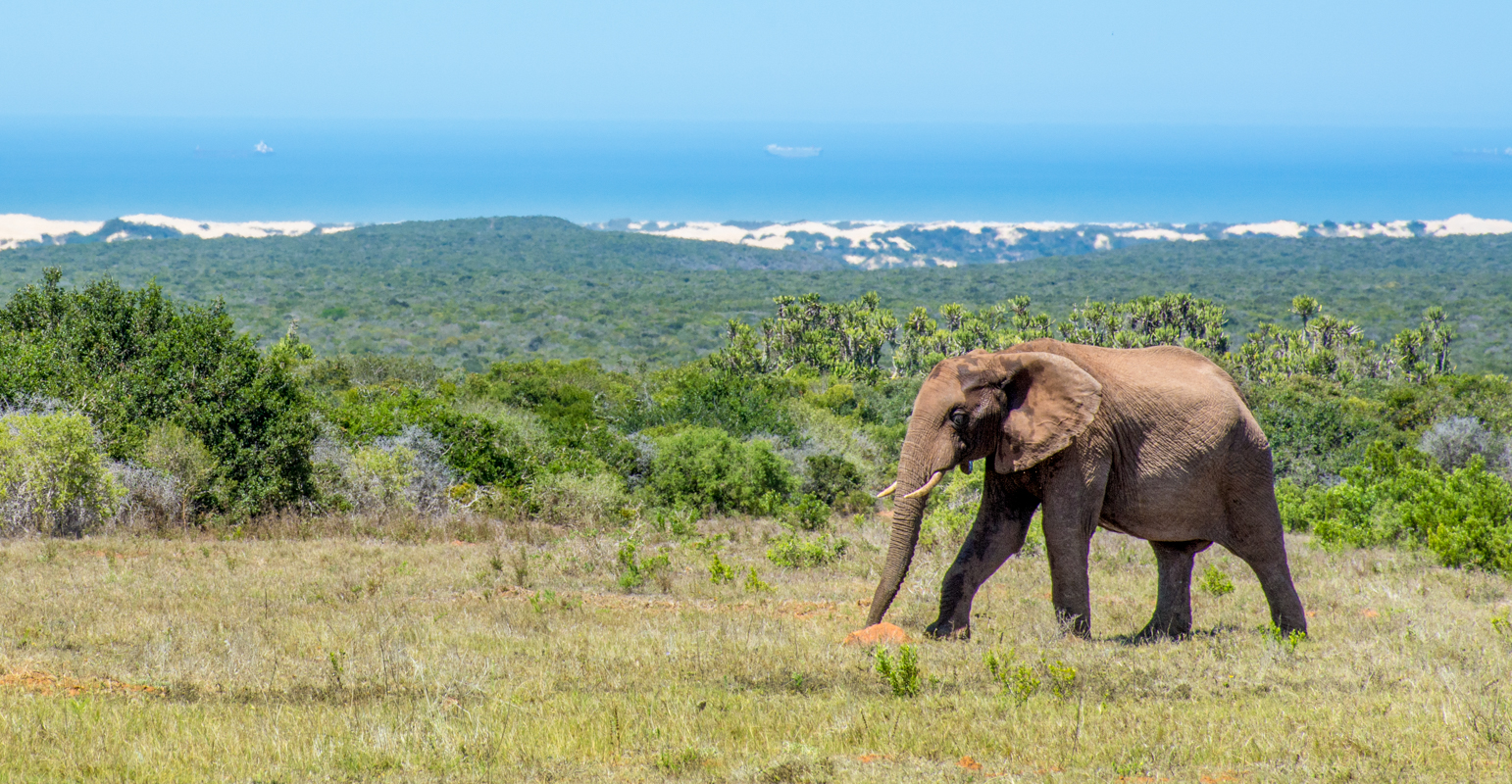 Addo Elephant National Park